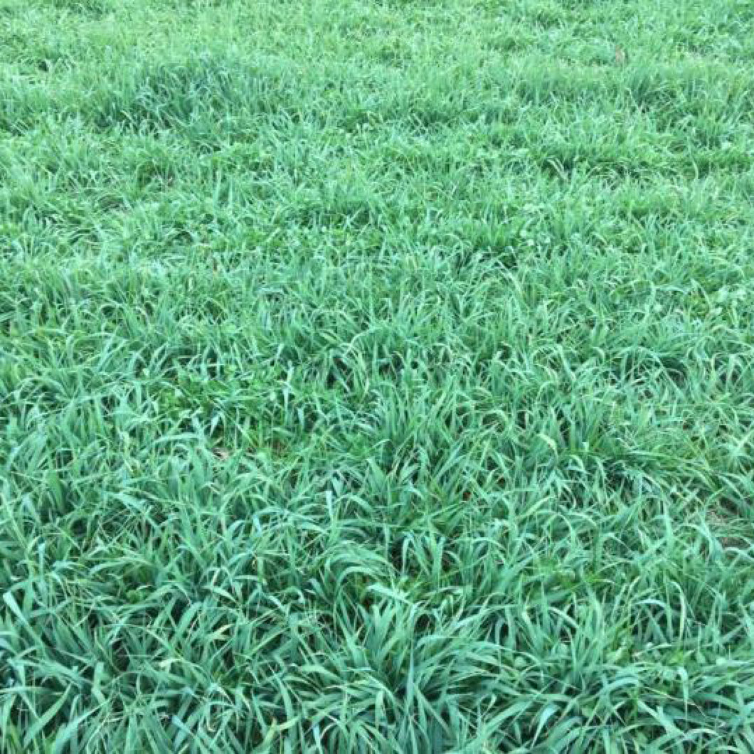 Canmore Spring Oats