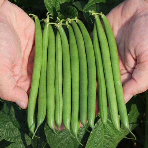 Vegetables Clifton Seed Company
