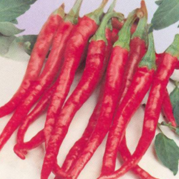 Cayenne Long Red Thin