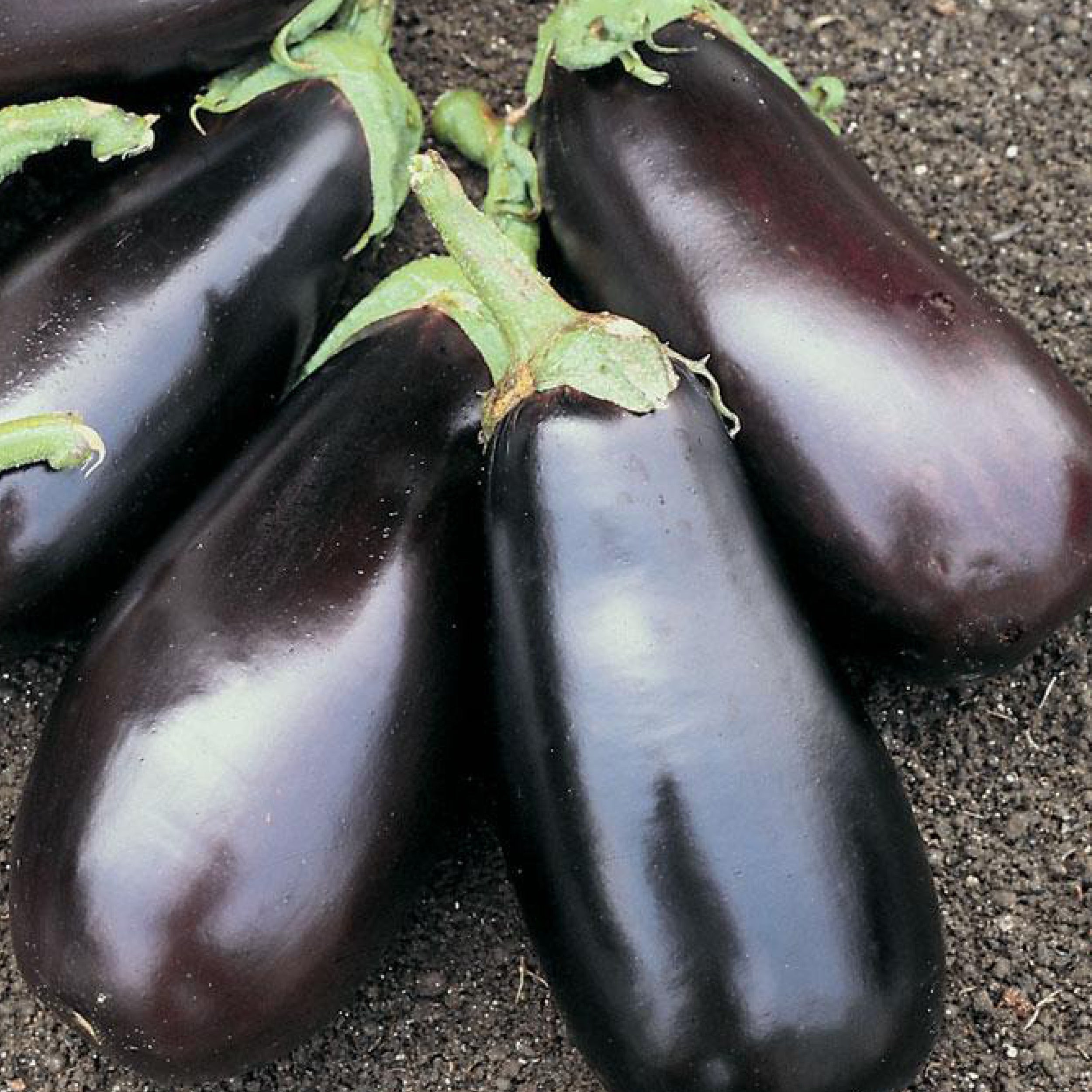 Classic Clifton Seed Company