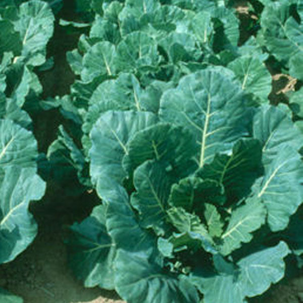 Clifton Seed Champion Collard