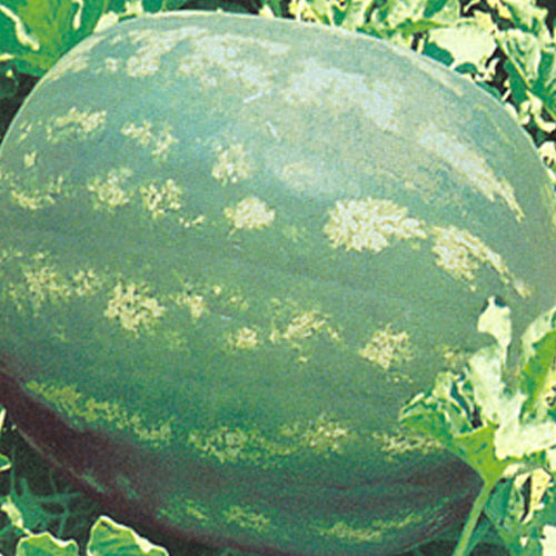 Watermelon Clifton Seed Company