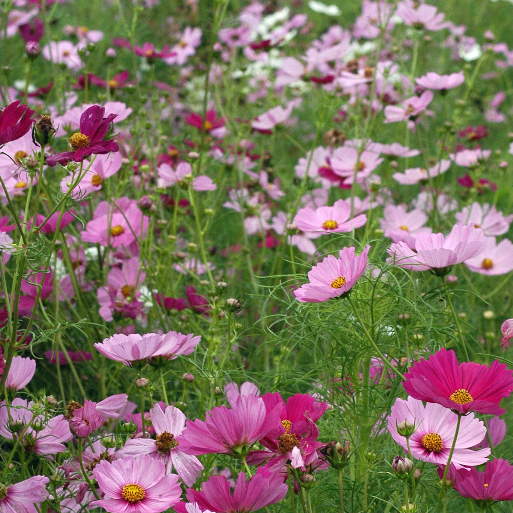 Wildflowers – Clifton Seed Company