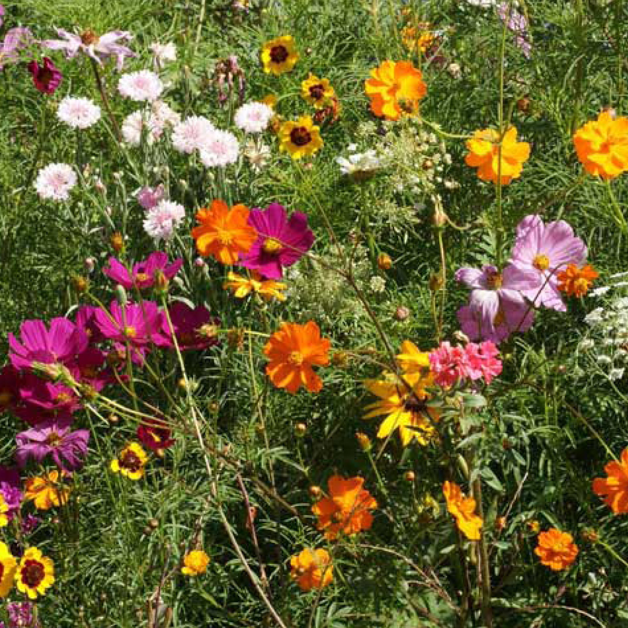 annual flower seed mix Annual Cut Flower Mix