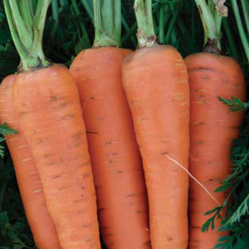 Vegetables Clifton Seed Company