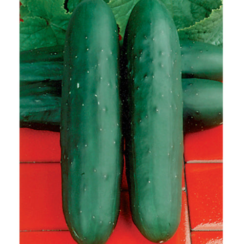 Cucumber Clifton Seed Company