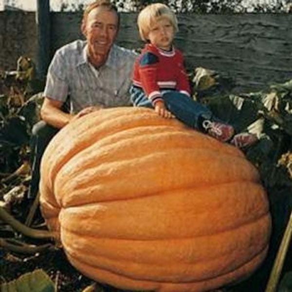 Atlantic Giant
