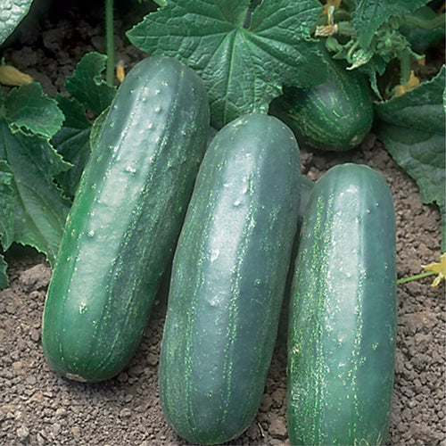 Cucumber Clifton Seed Company