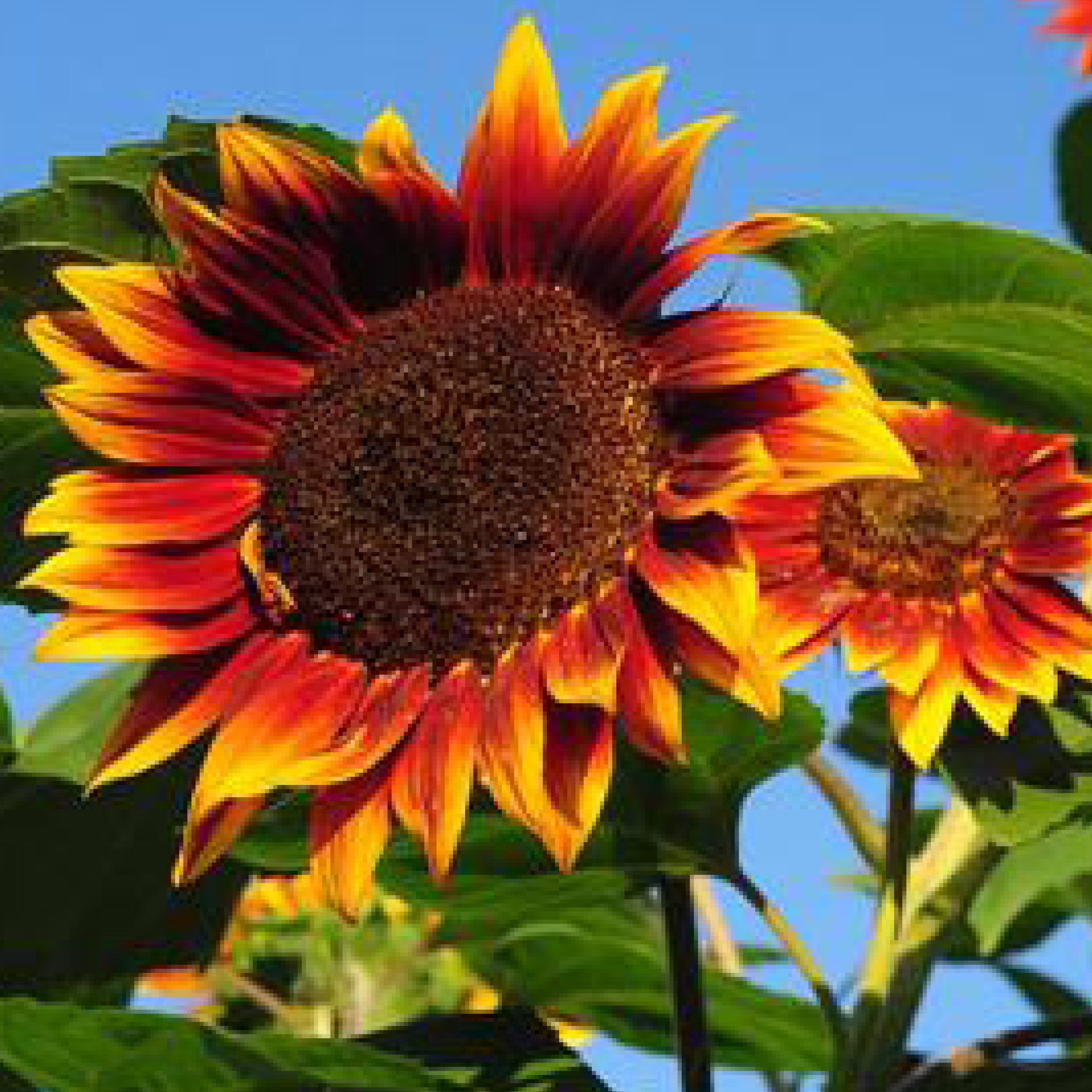 Sunflowers – Clifton Seed Company Sunflowers – Clifton Seed Company