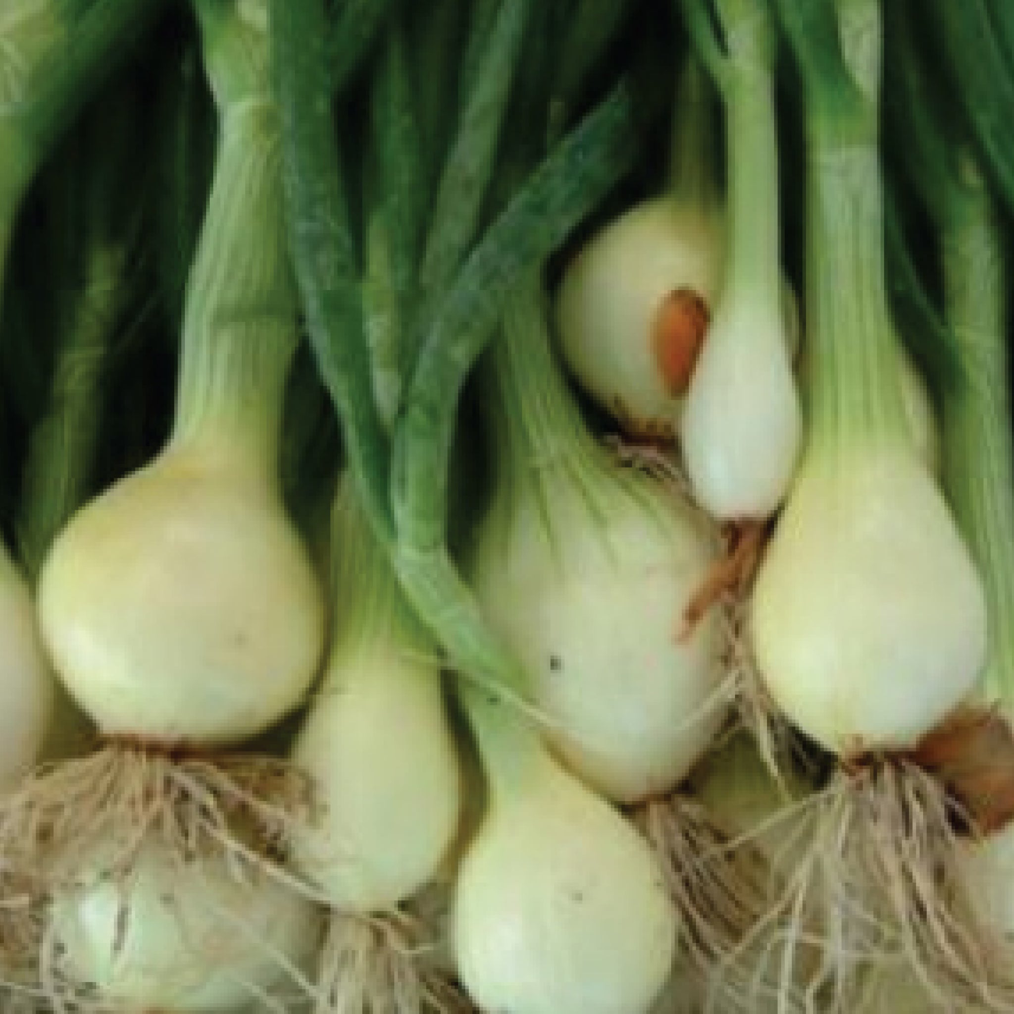 Onion – Clifton Seed Company