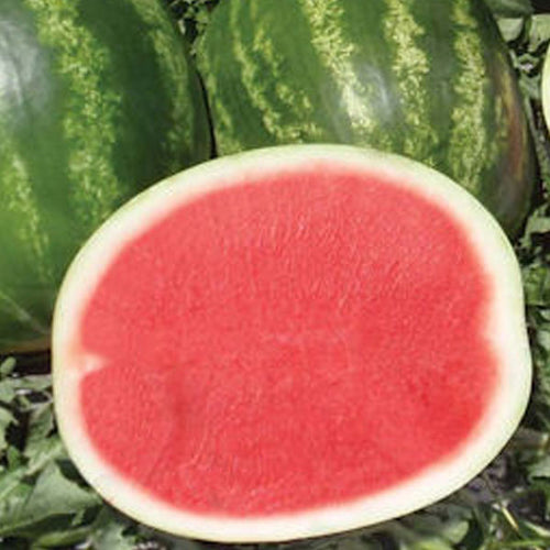 Watermelon Clifton Seed Company