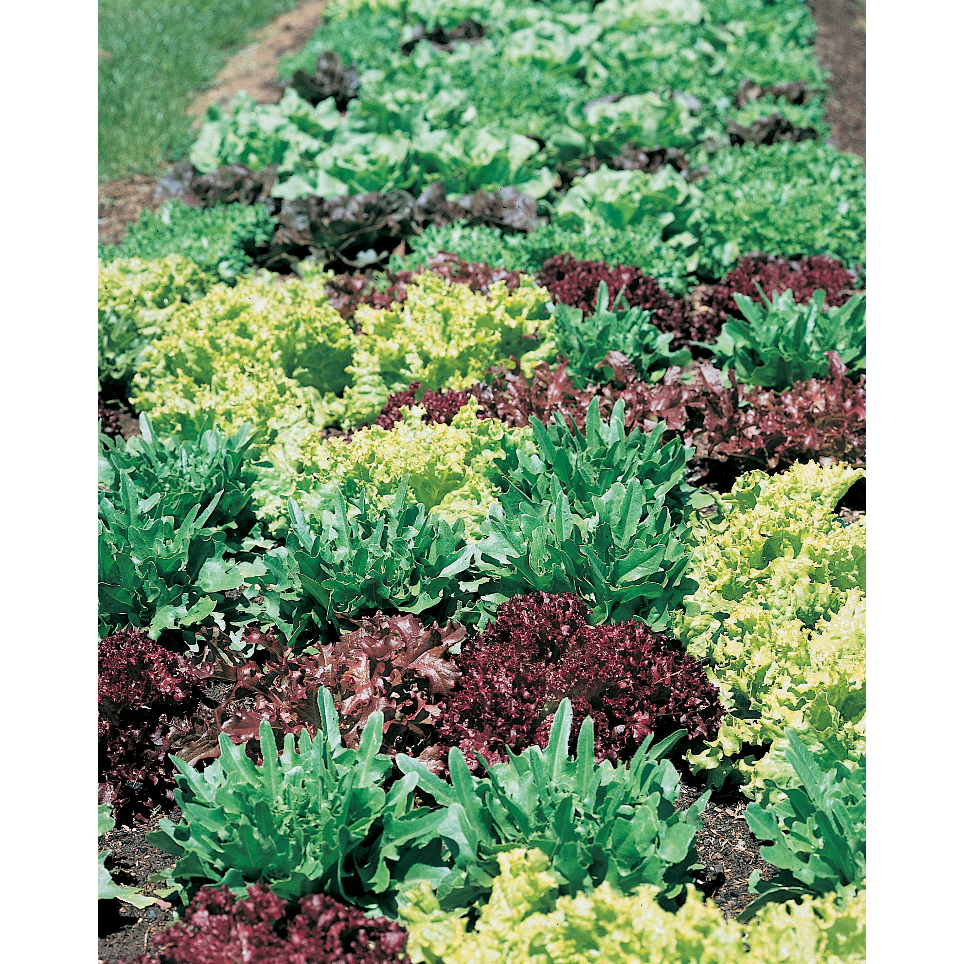 Gourmet Salad, Lettuce Clifton Seed Company