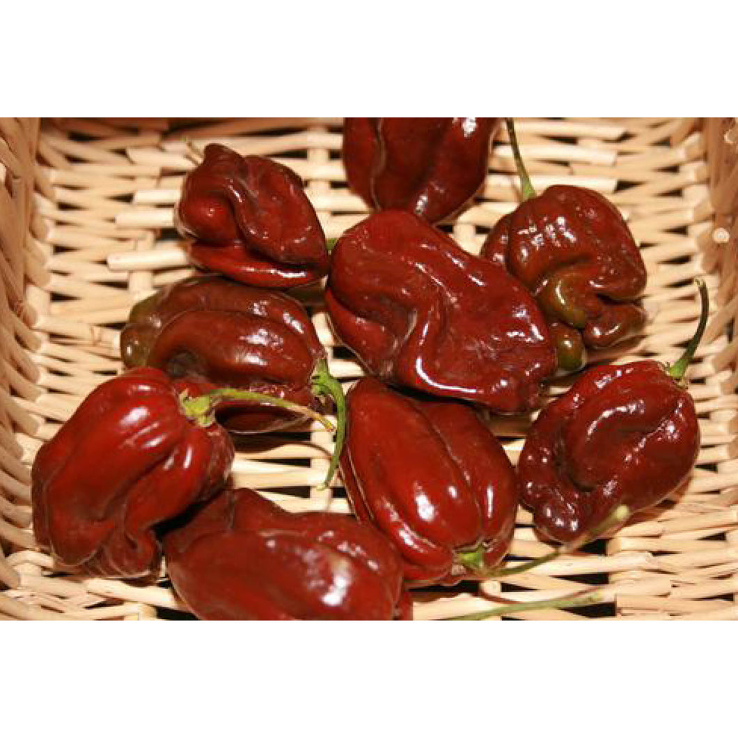 Habanero Chocolate