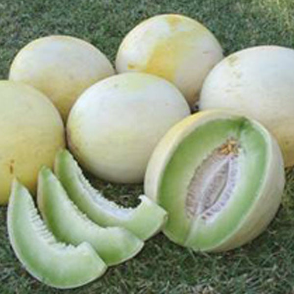 Honeydew Greenflesh