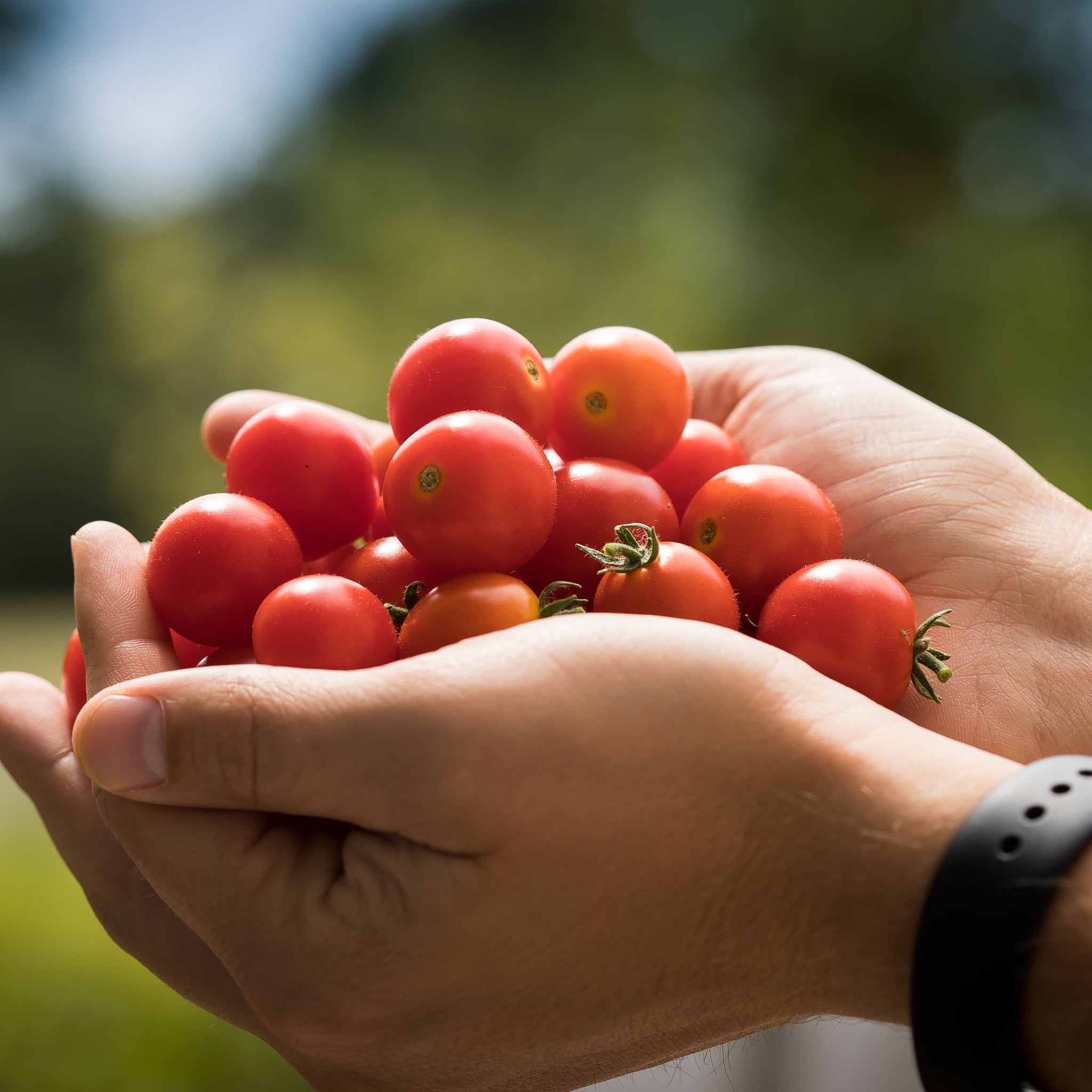 Husky Cherry Red – Clifton Seed Company