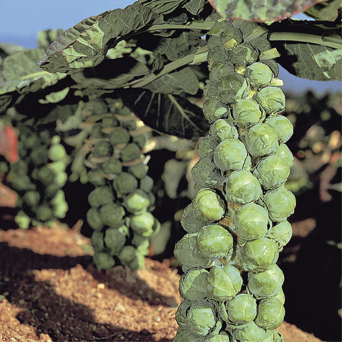 Vegetables Clifton Seed Company
