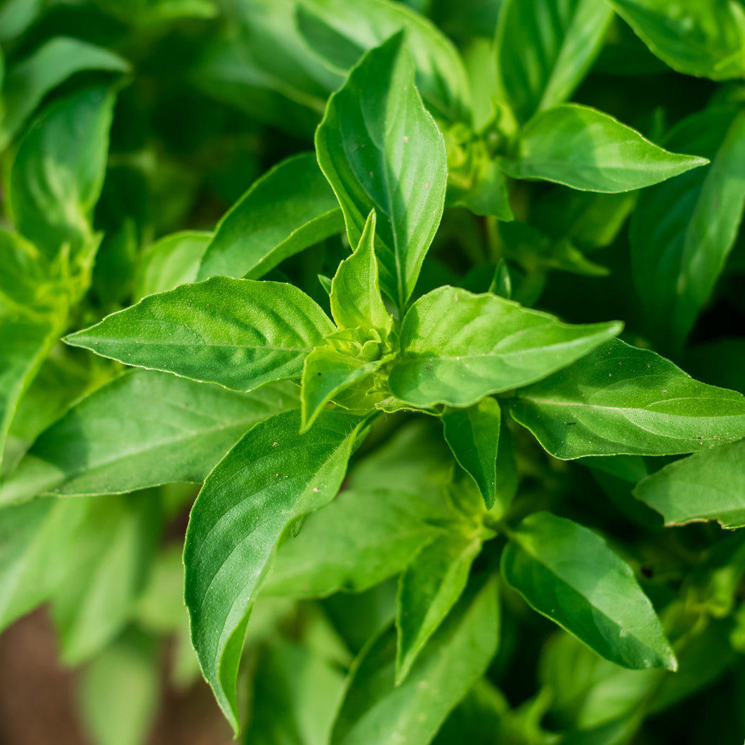 Lemon, Basil