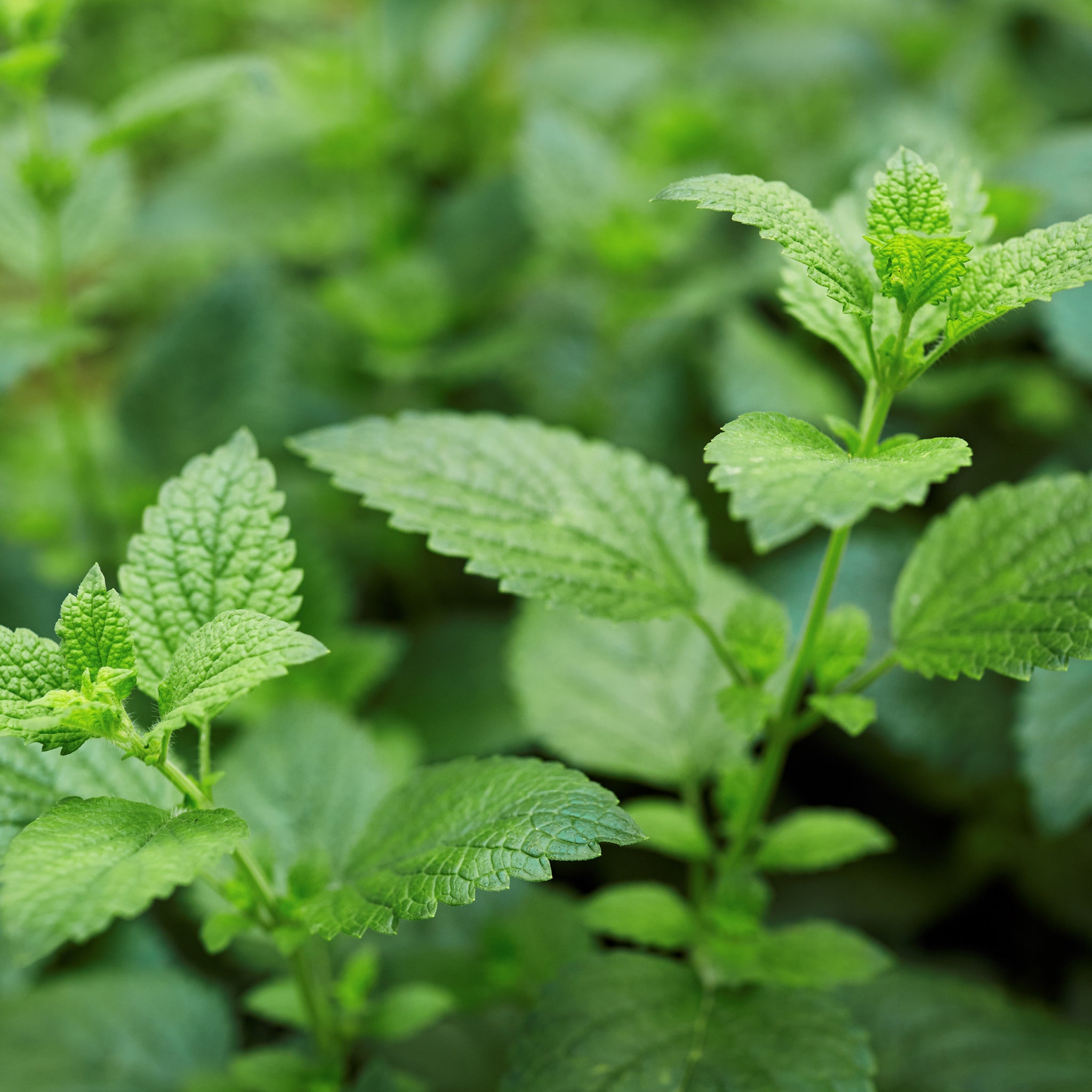 planting lemon balm seeds indoors Lemon Balm – Clifton Seed Company