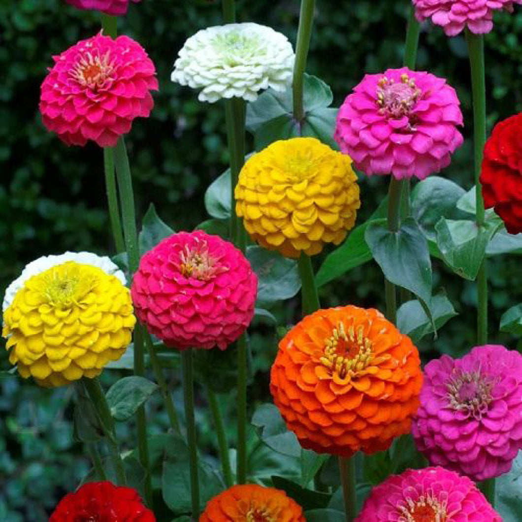 Lilliput Mix