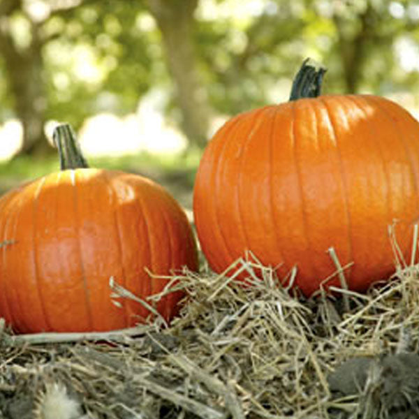 Magic Wand Clifton Seed Company