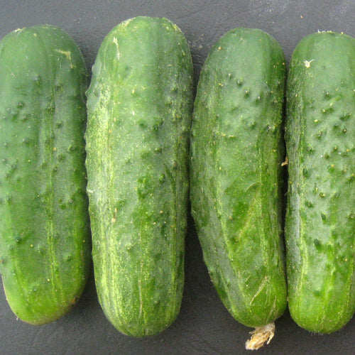 Cucumber Clifton Seed Company