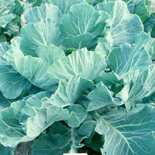 Vegetables Clifton Seed Company