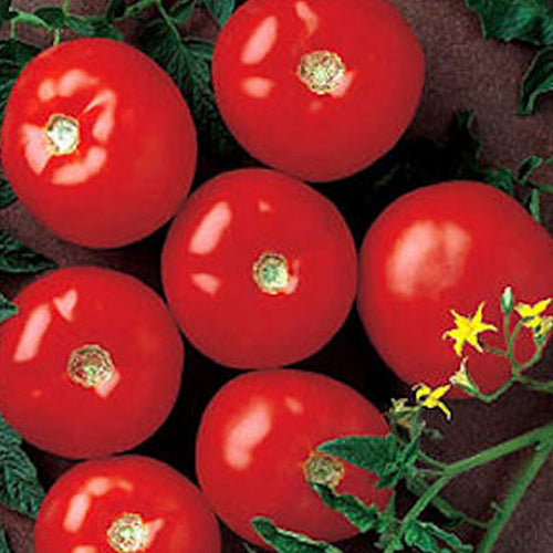 Tomato Clifton Seed Company