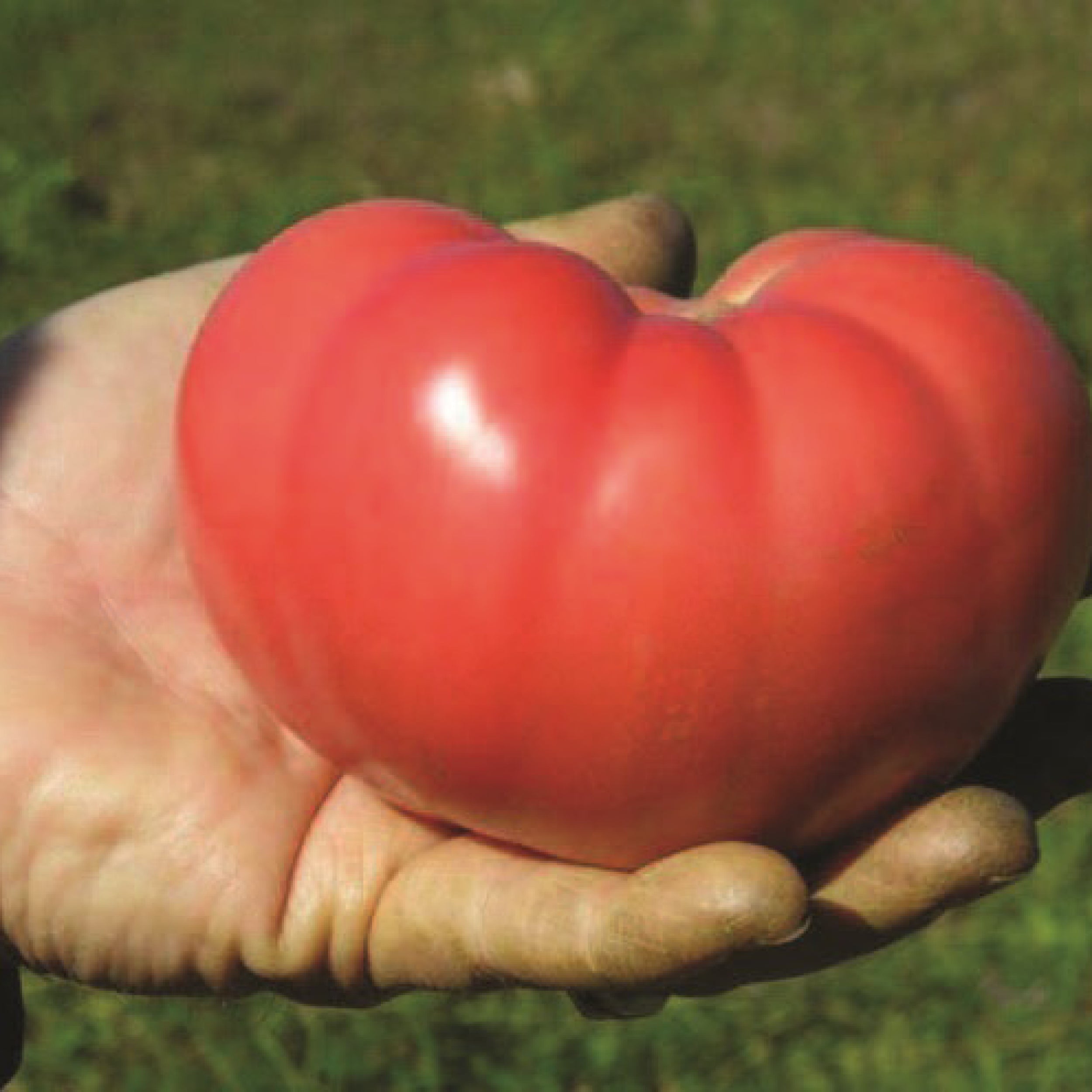 Mountain Rouge Clifton Seed Company