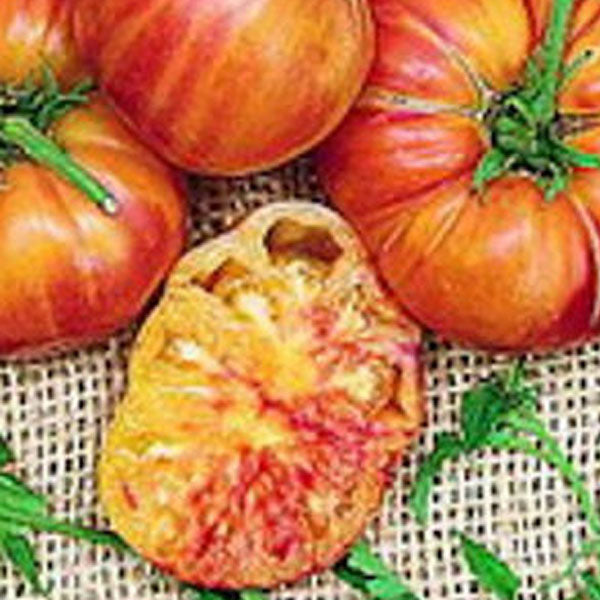 Mr. Stripey – Clifton Seed Company