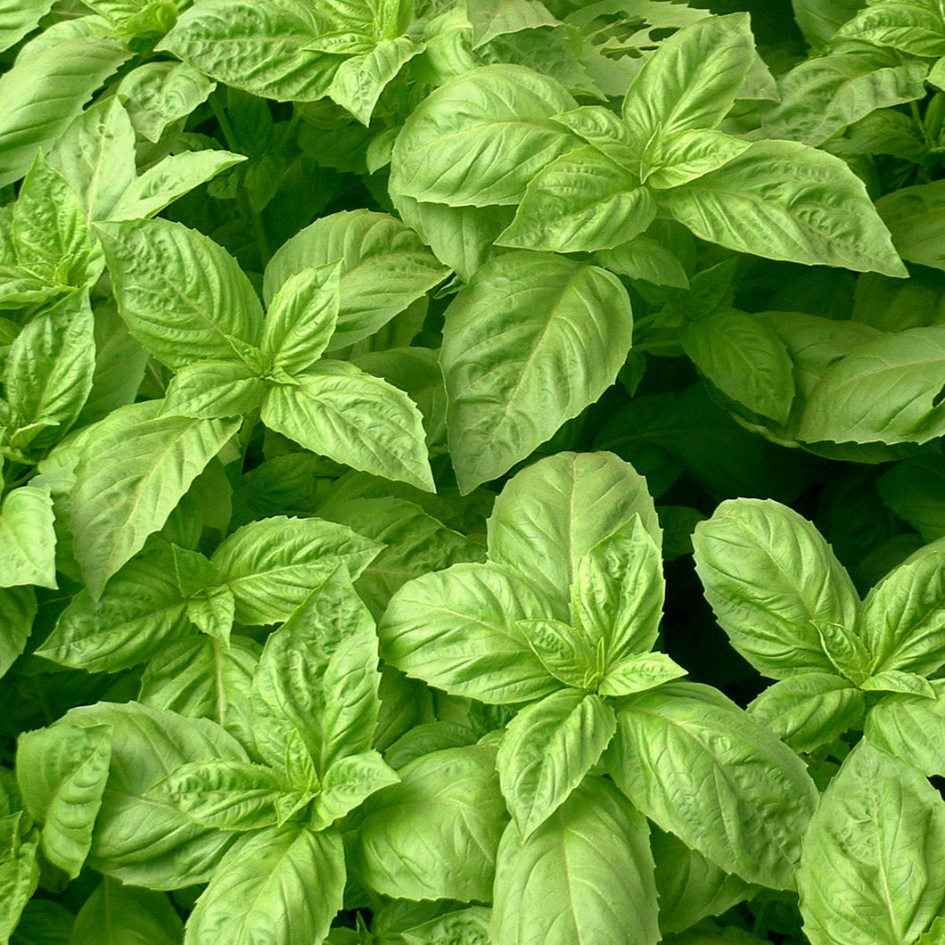 Nufar, Basil