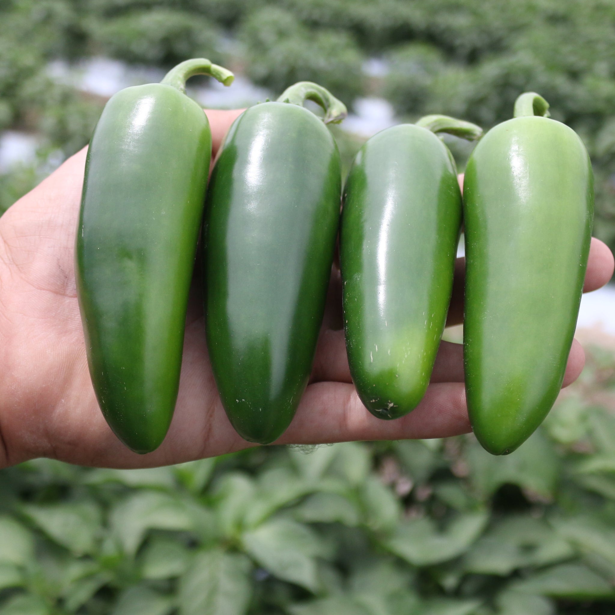 Orizaba – Clifton Seed Company