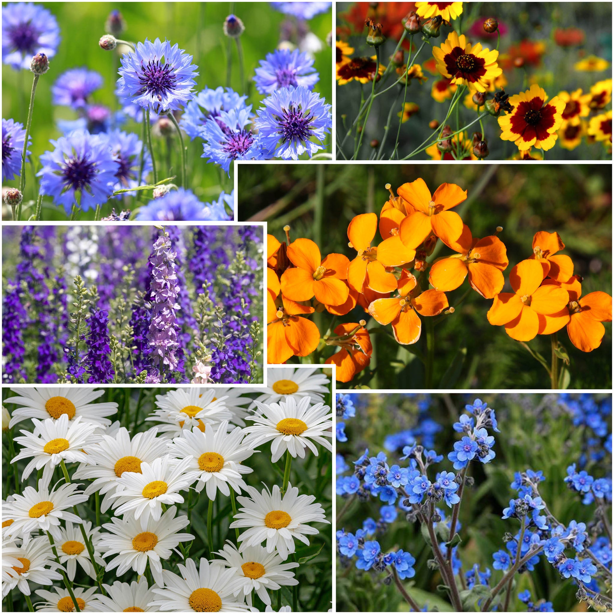 best wildflower seeds for partial shade Partial Shade Wildflower Mix – Clifton Seed Company