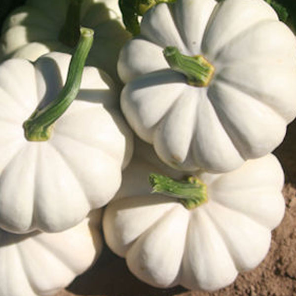 Poco Blanco