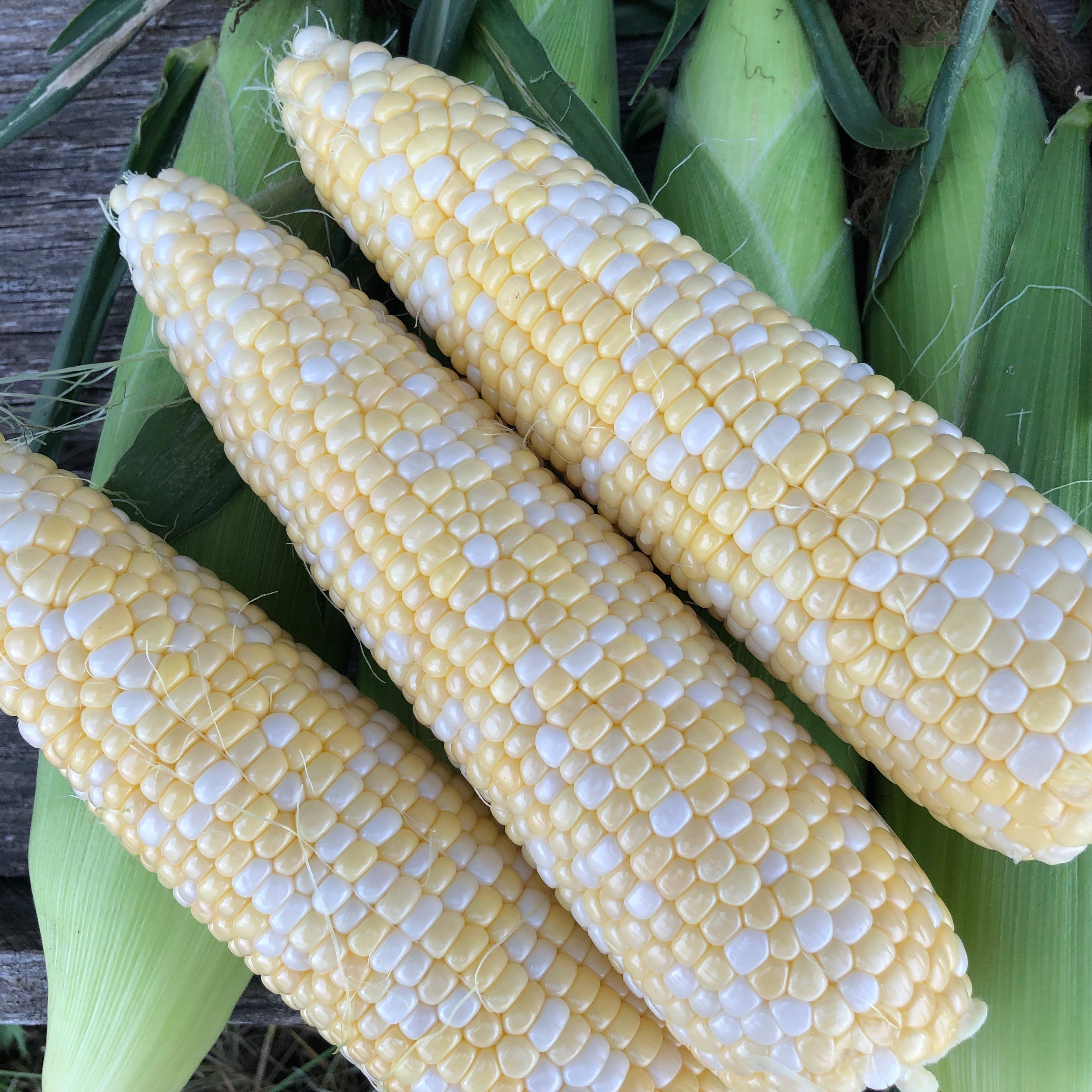 Progression Clifton Seed Company