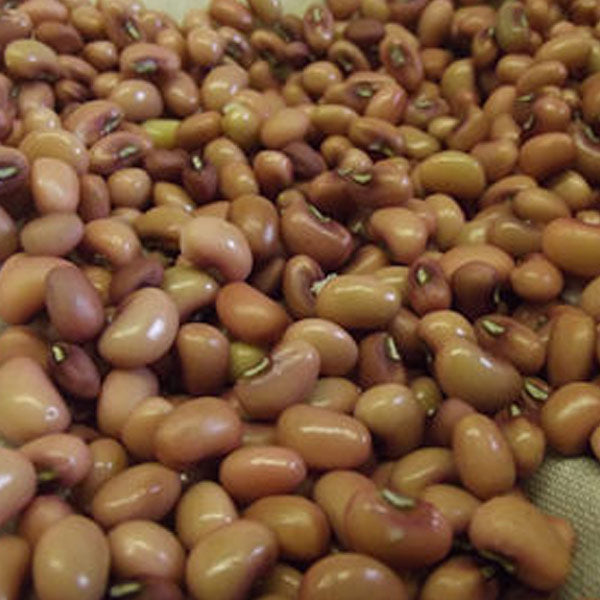 Red Ripper – Clifton Seed Company
