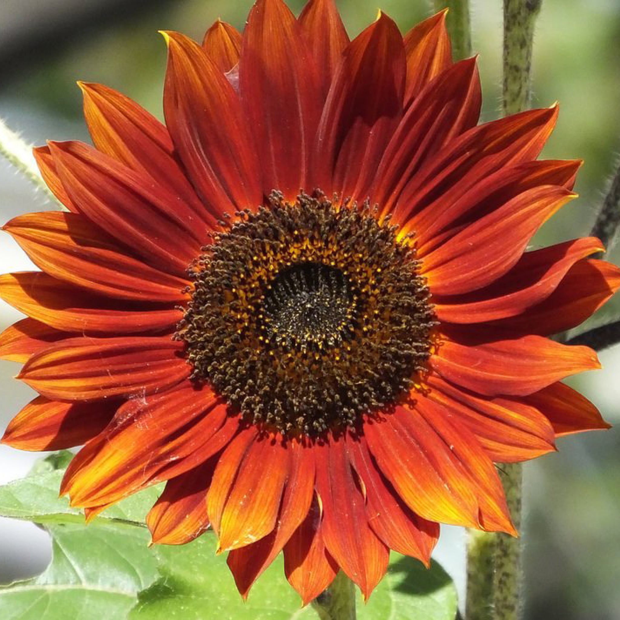 定価3.5万 Plantation ブラリーフラワーブラウス イエロー 定価3.5万 Plantation ブラリーフラワーブラウス イエロー