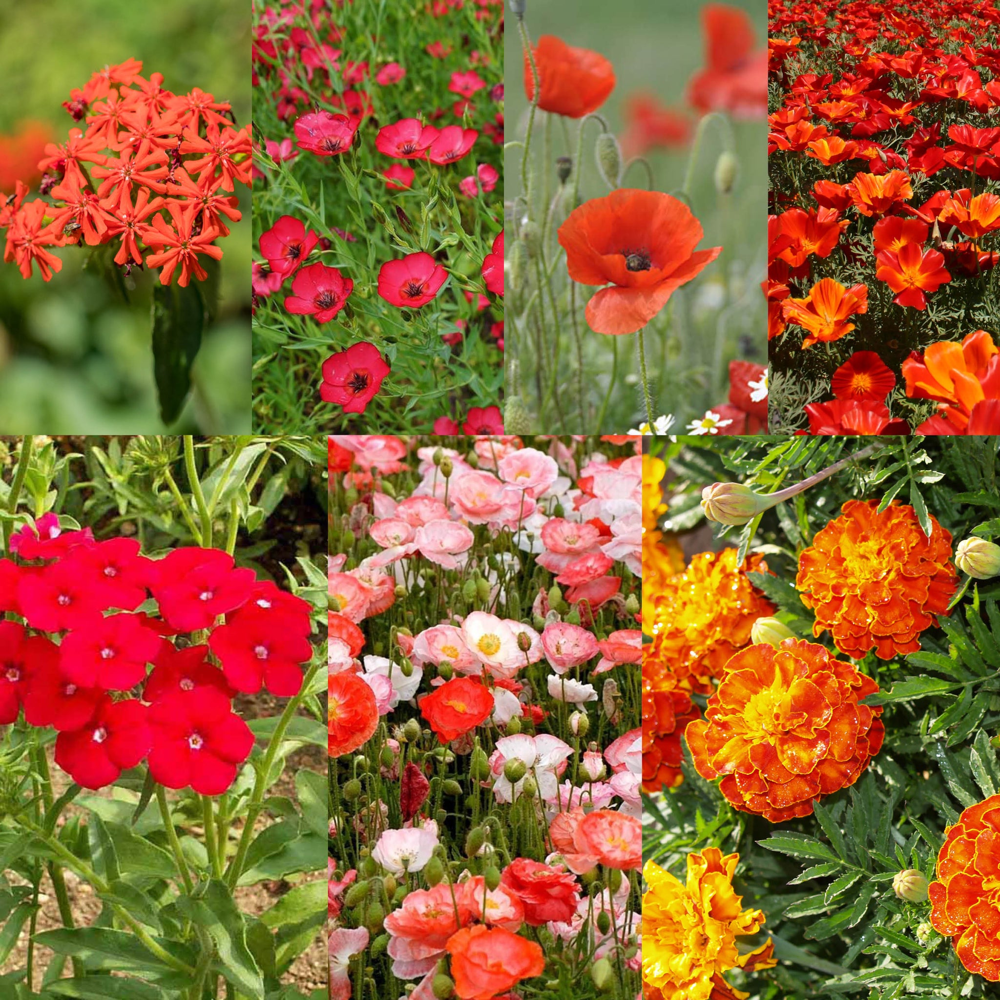 July Wildflowers エリザベス・キャメロン Wildflowers – Clifton Seed Company