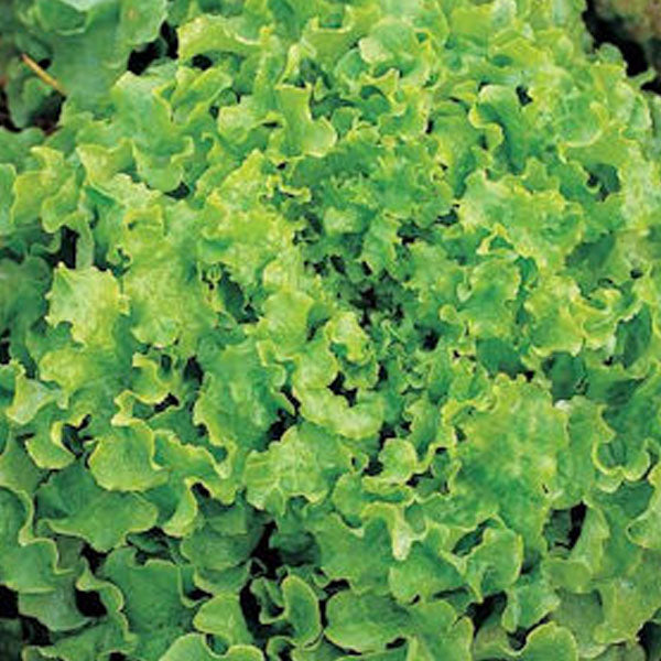 Salad Bowl
