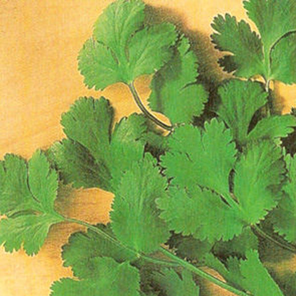 Santo (cilantro)