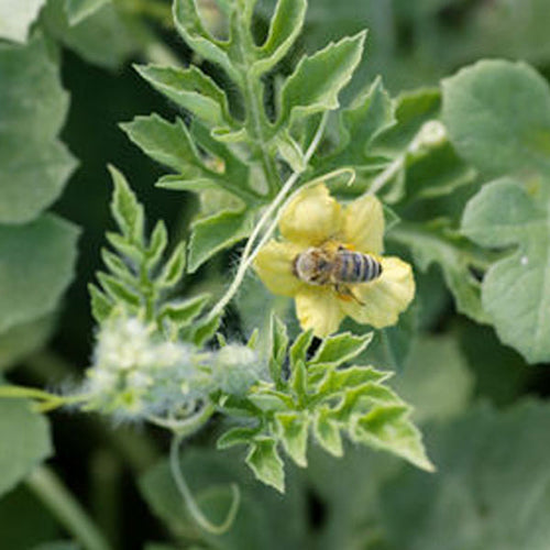 Watermelon Clifton Seed Company