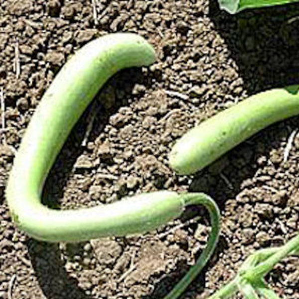 Snake, Gourd - SALE