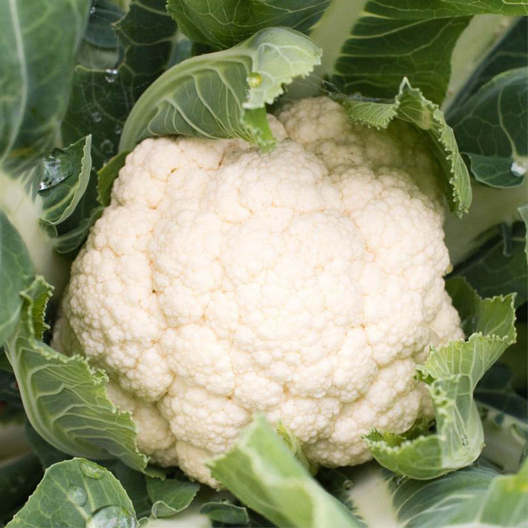 Snowball Self Blanching