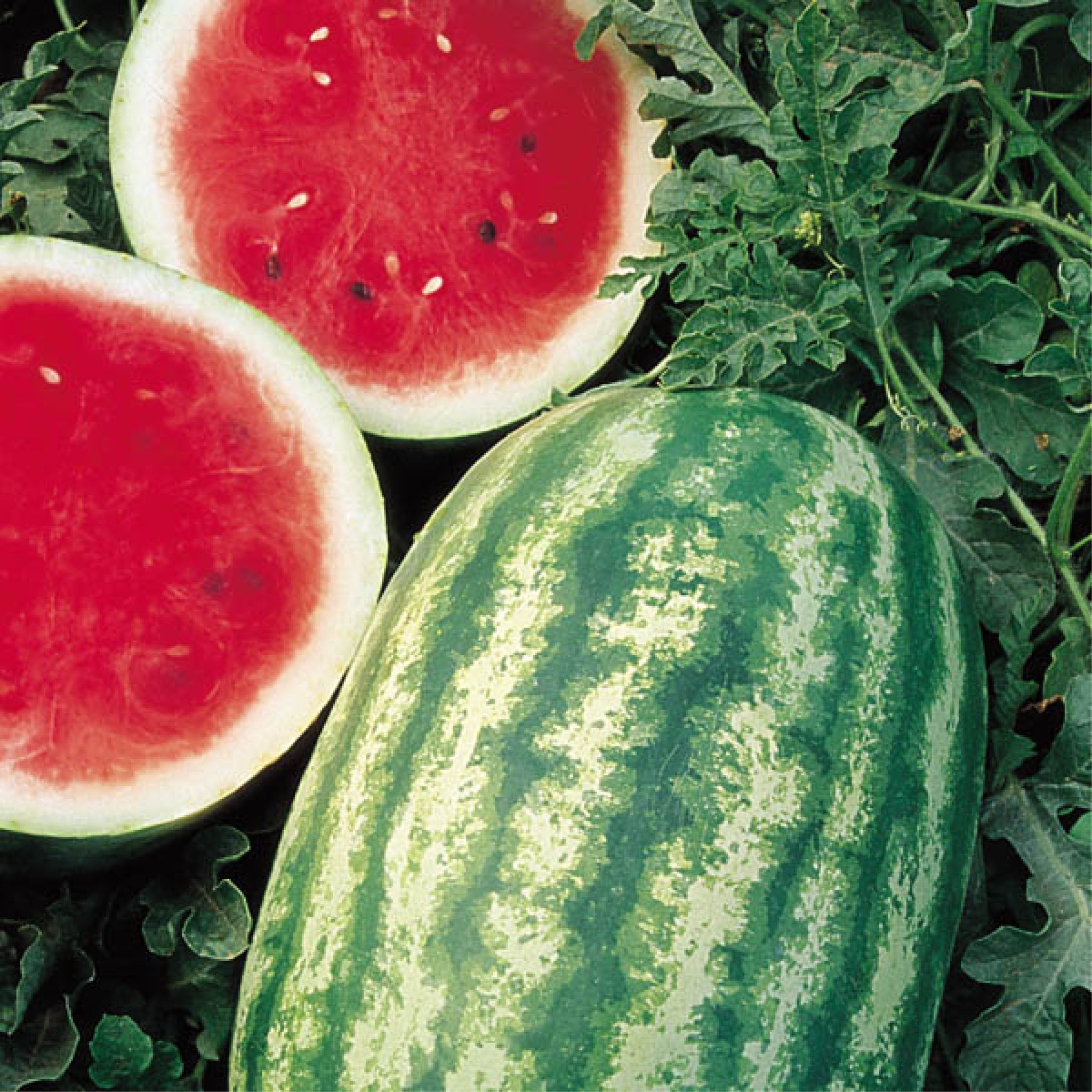 Watermelon – Clifton Seed Company