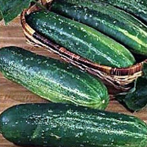 Cucumber Clifton Seed Company