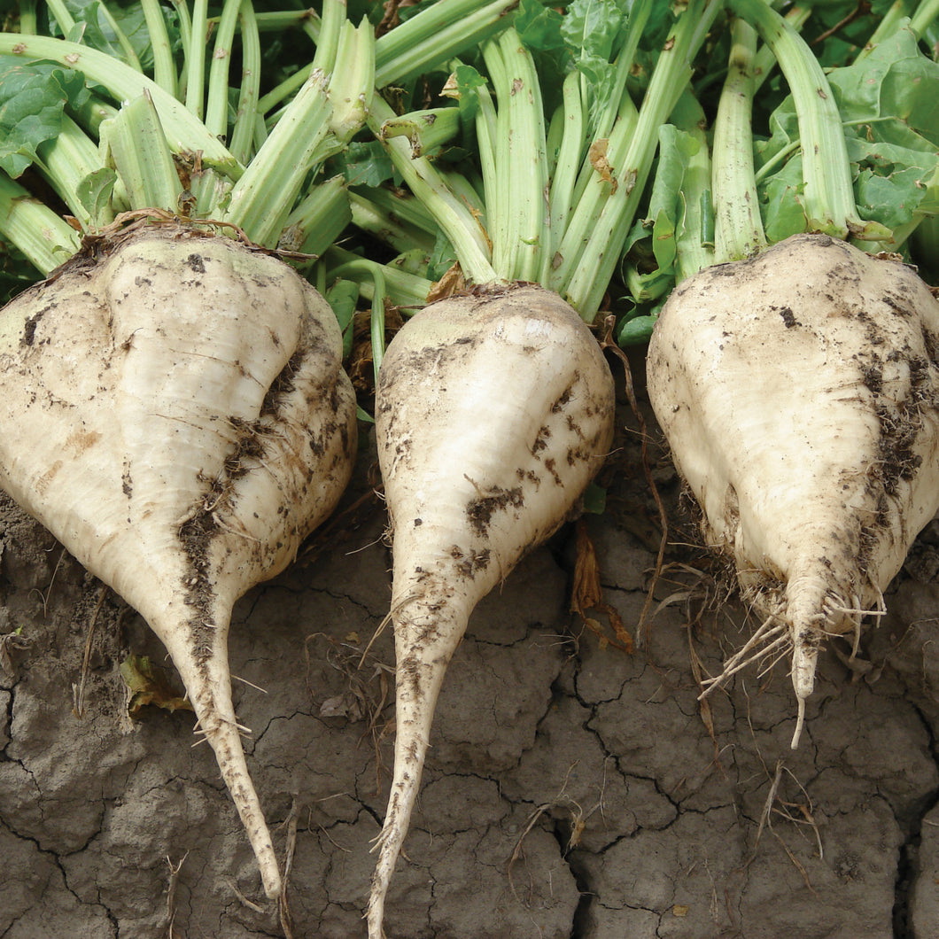 Sugar Beet