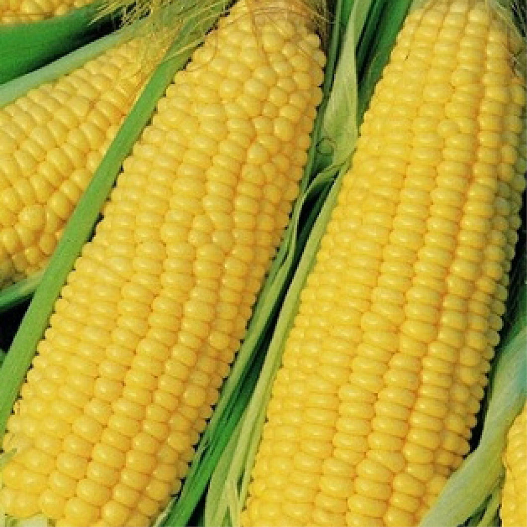 Truckers Favorite Yellow