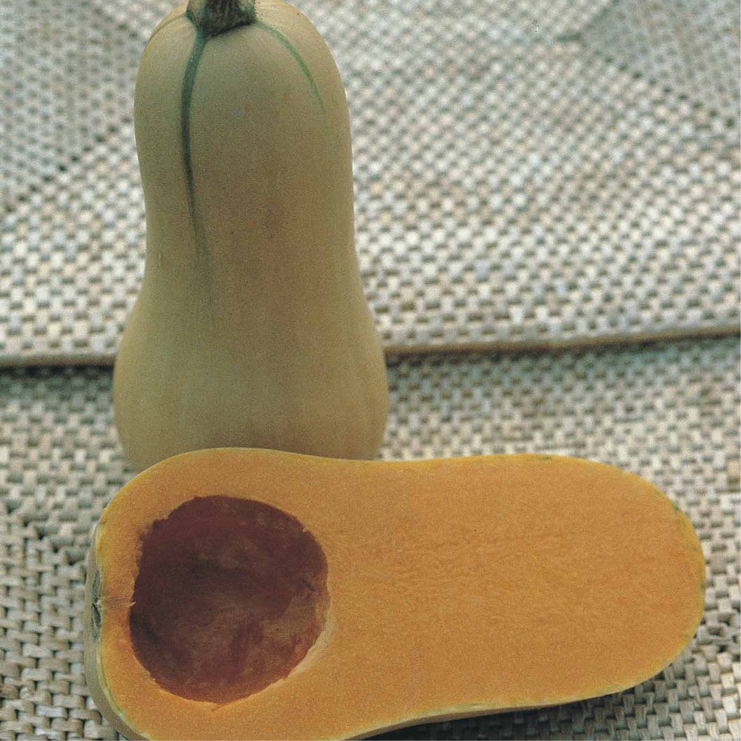 Waltham Butternut
