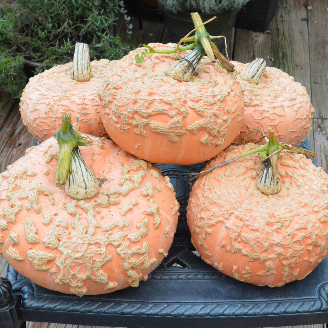 Warts Plethora