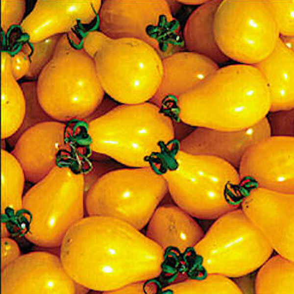 Yellow Pear