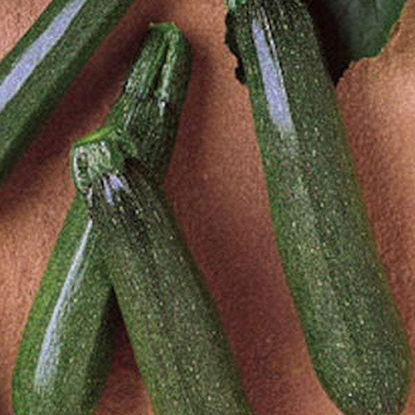 Zucchini Elite